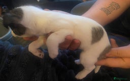 Jack Russell dogs for sale: Jack Russel’s puppies - Image 4