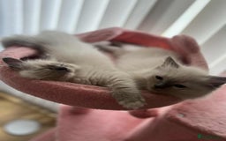 Ragdoll cats for sale: Pure Ragdoll kittens available 🐱🐾 - Image 15