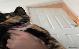 Mixed Breed cats for sale: Foxy - £50 - Advert 4