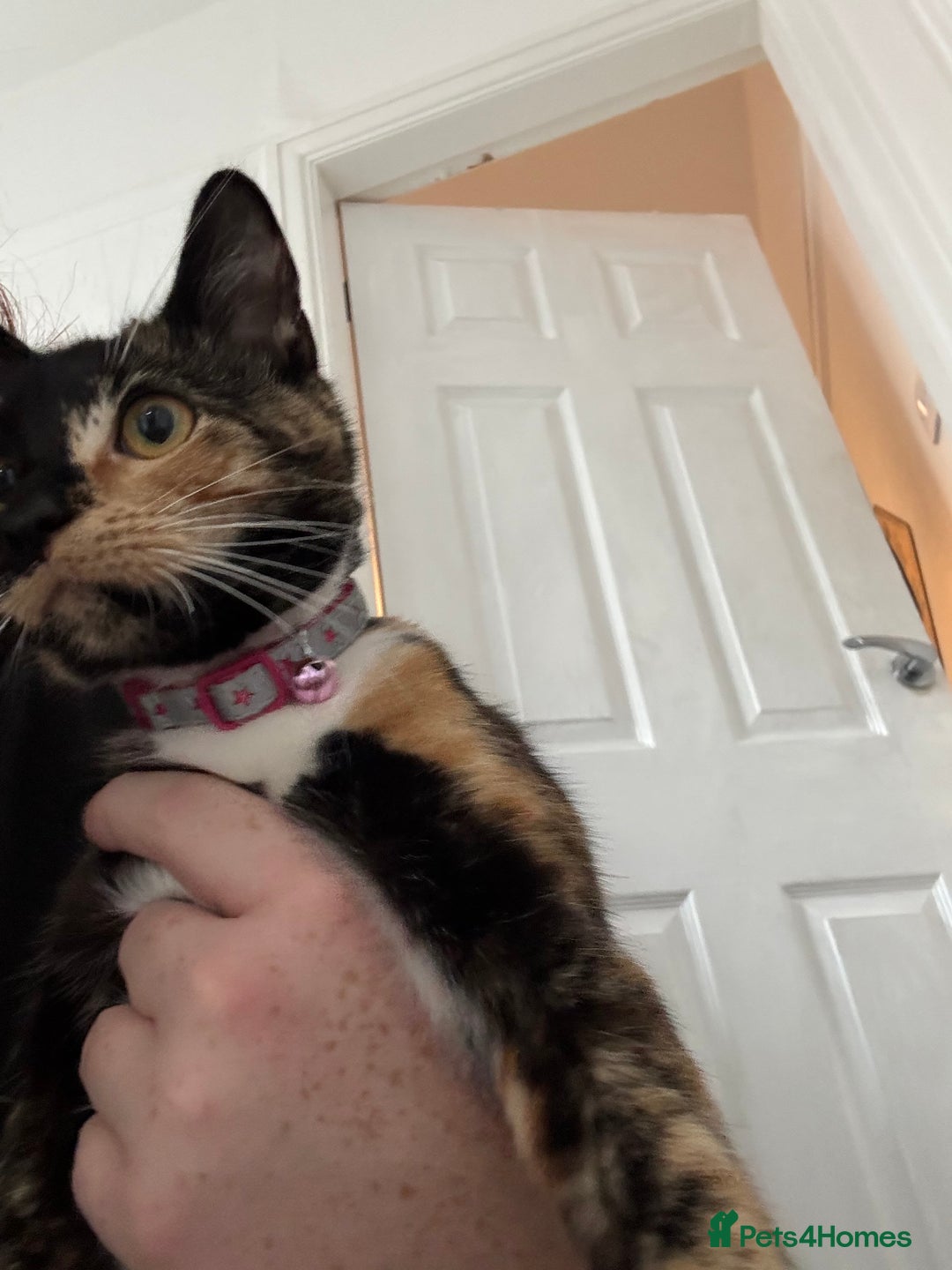 Mixed Breed cats for sale: Foxy - £50 - Advert 4