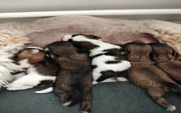 Lhasa Apso dogs for sale: Beautiful Lhasa Apso pups - Image 7
