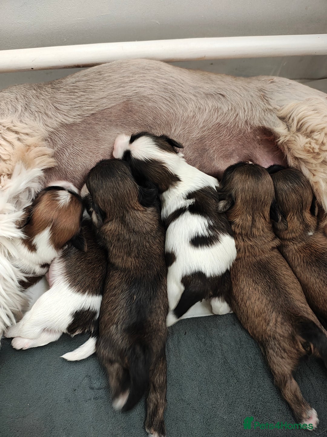 Lhasa Apso dogs for sale: Beautiful Lhasa Apso pups - Image 7