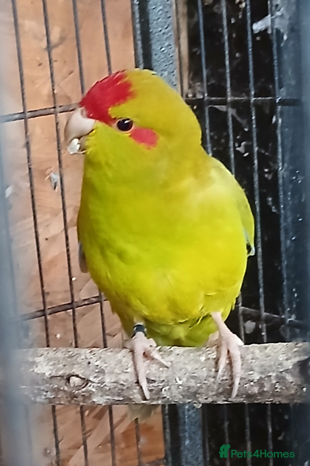 Parakeets birds for sale: Kakariki Male x1 Kakariki Male  - Image 3