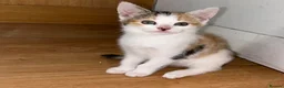 Domestic Shorthair cats for sale: Kittens to a good home  in Peterborough - Advert 5