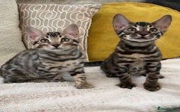 Bengal cats for sale: Bengal Kitten 1 - 🌟Pedigree bengal kittens🌟 - Image 11