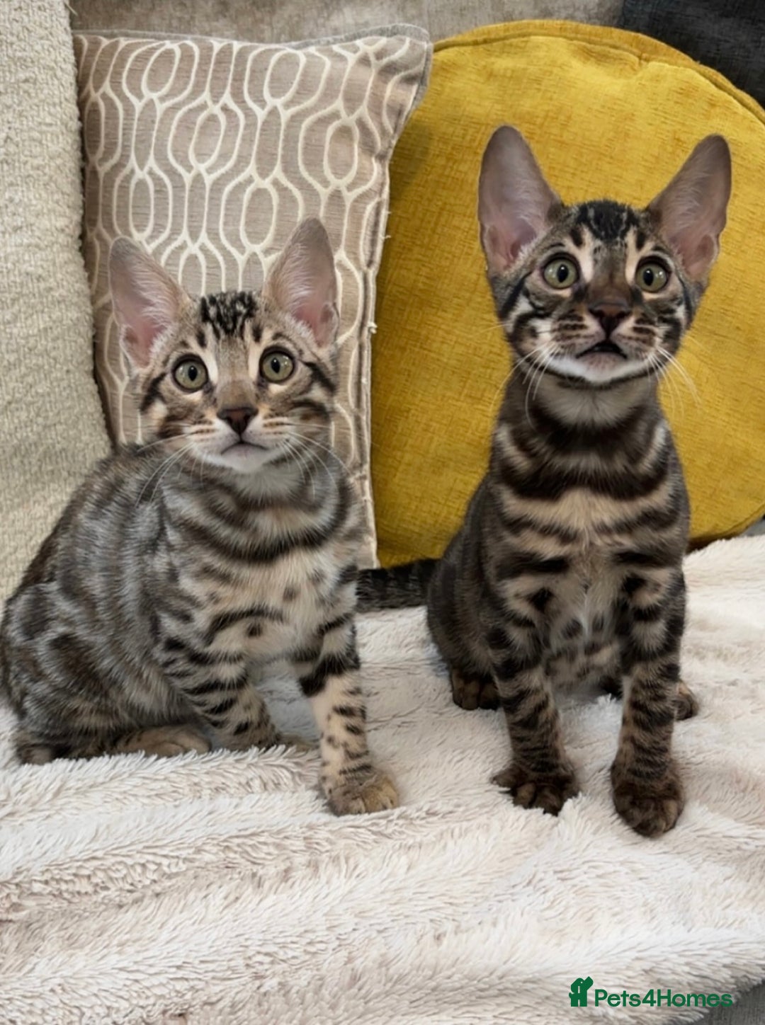 Bengal cats for sale: Bengal Kitten 1 - 🌟Pedigree bengal kittens🌟 - Image 11