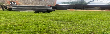 Springador 3