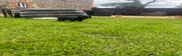 Springador dogs for sale: Springadore puppies for sale  in Thetford - Advert 7