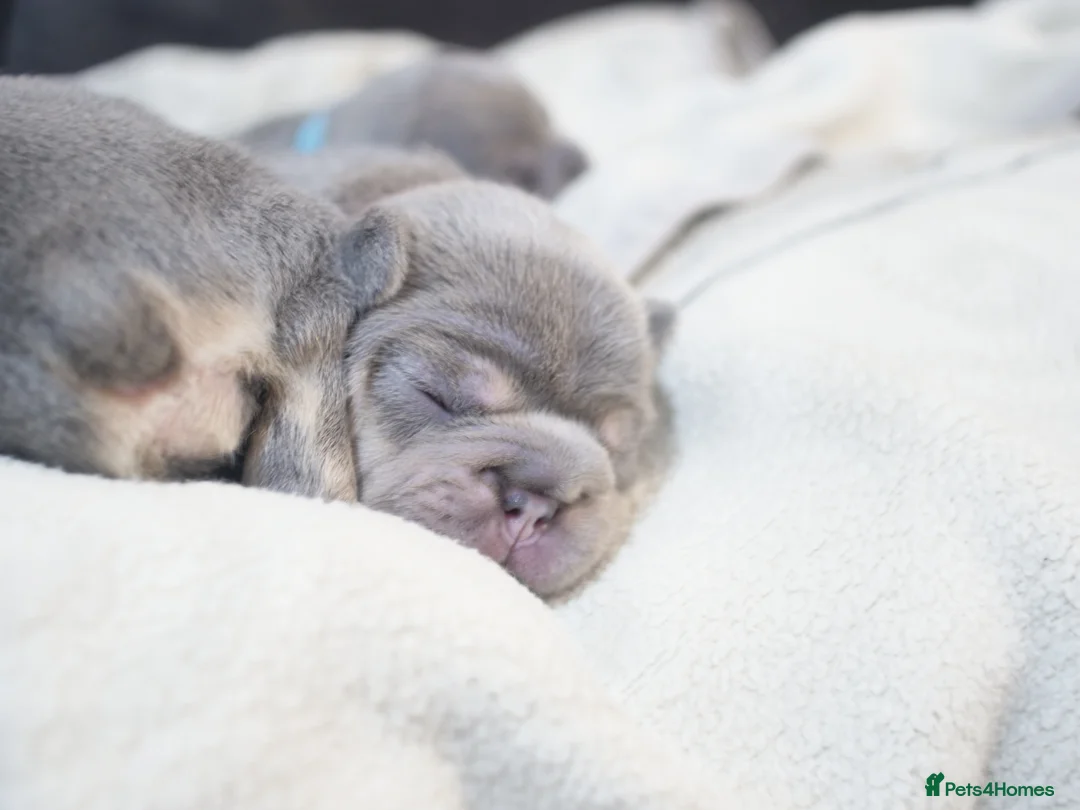 French Bulldog dogs for sale: 🔥 Exceptional Quality Puppies 🔥 - Advert 2