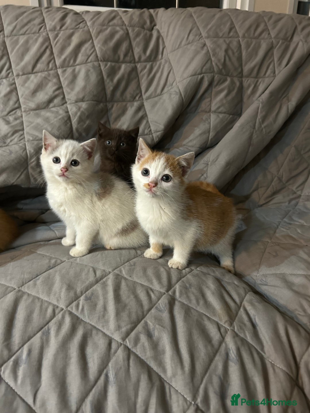 Mixed Breed cats for sale: Beautiful coloured kittens  - Advert 5