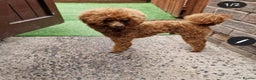 Toy Poodle dogs for stud: RUSSIAN RED TOY POODLE FOR STUD in Morpeth - Advert 6