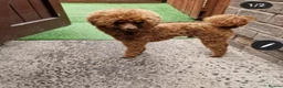 Toy Poodle dogs for stud: RUSSIAN RED TOY POODLE FOR STUD in Morpeth - Advert 6