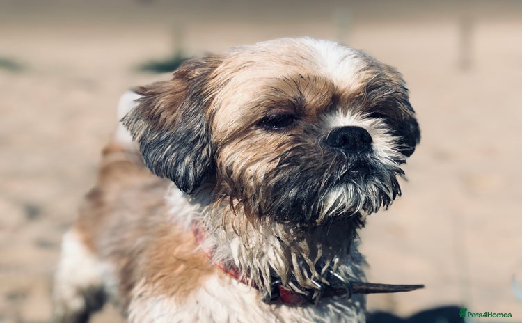 Shih Tzu dogs - Advert 4