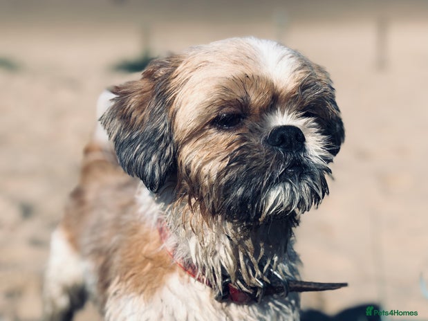 Shih Tzu dogs - Advert 1