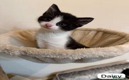 British Shorthair cats for sale: Kittens for sale - Image 12