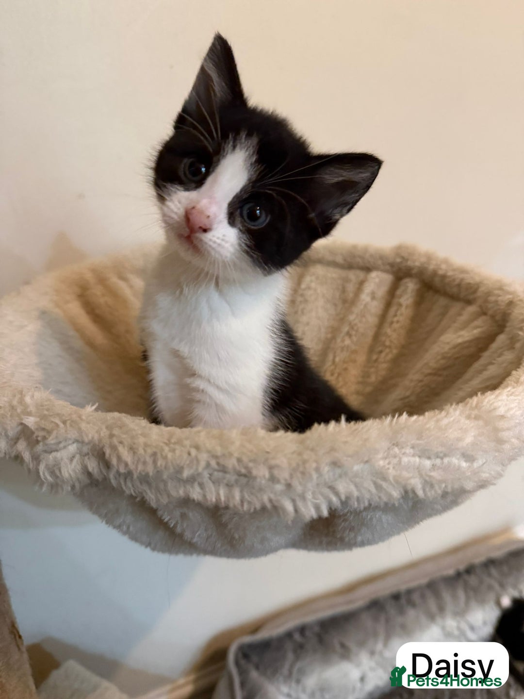 British Shorthair cats for sale: Kittens for sale - Image 12