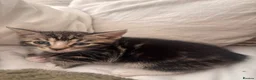 Mixed Breed cats for sale: 8 week kittens  in Maidenhead - Advert 10