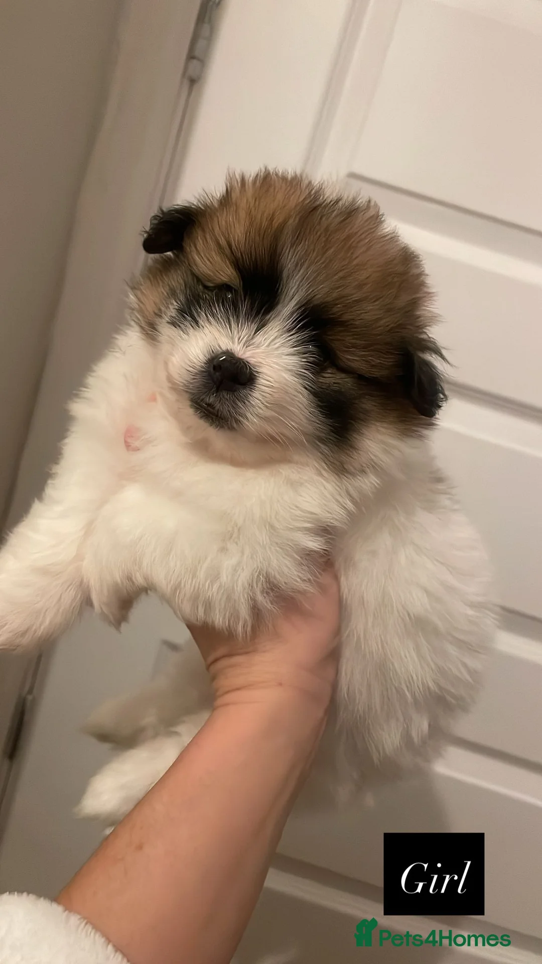 Mixed Breed dogs for sale: Pomeranian/ Aussie poms  - Advert 4