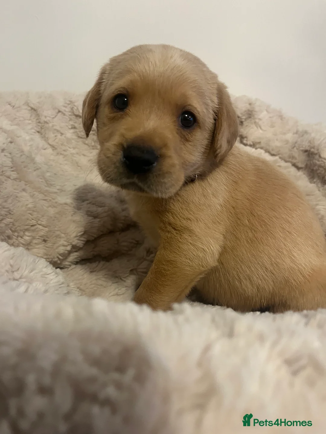 Labrador Retriever dogs for sale: Stunning Chunky KC Registered Labrador Puppies  - Advert 6