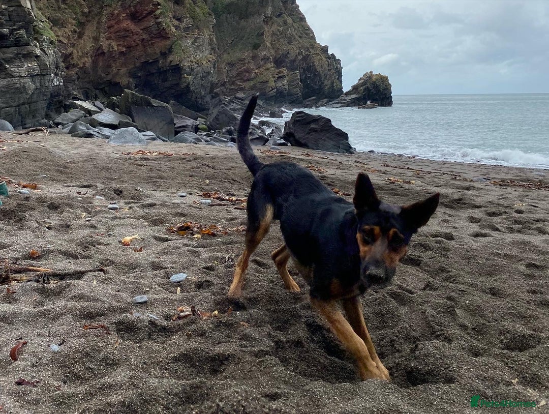 Huntaway dogs for stud: Huntaway x collie - Advert 7