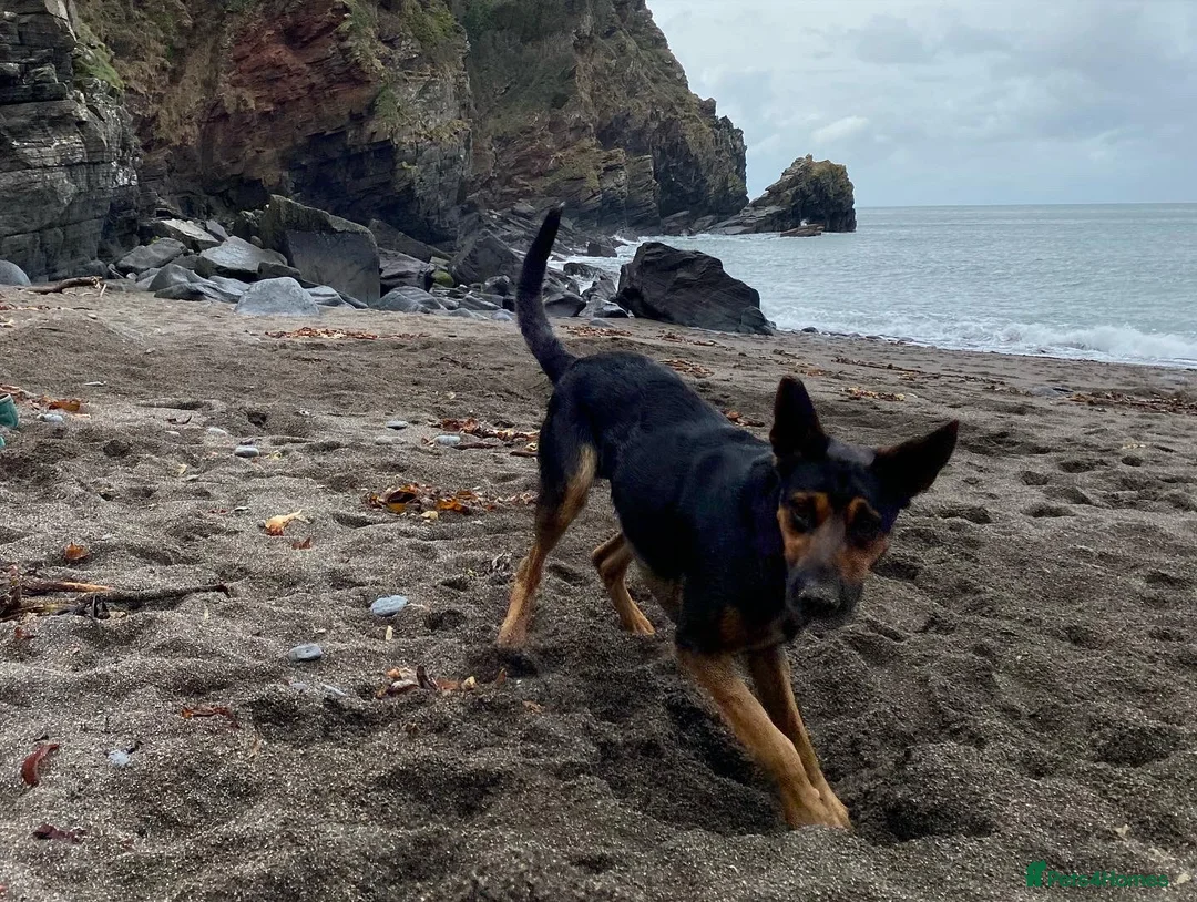 Huntaway dogs for stud: Huntaway x collie - Advert 7