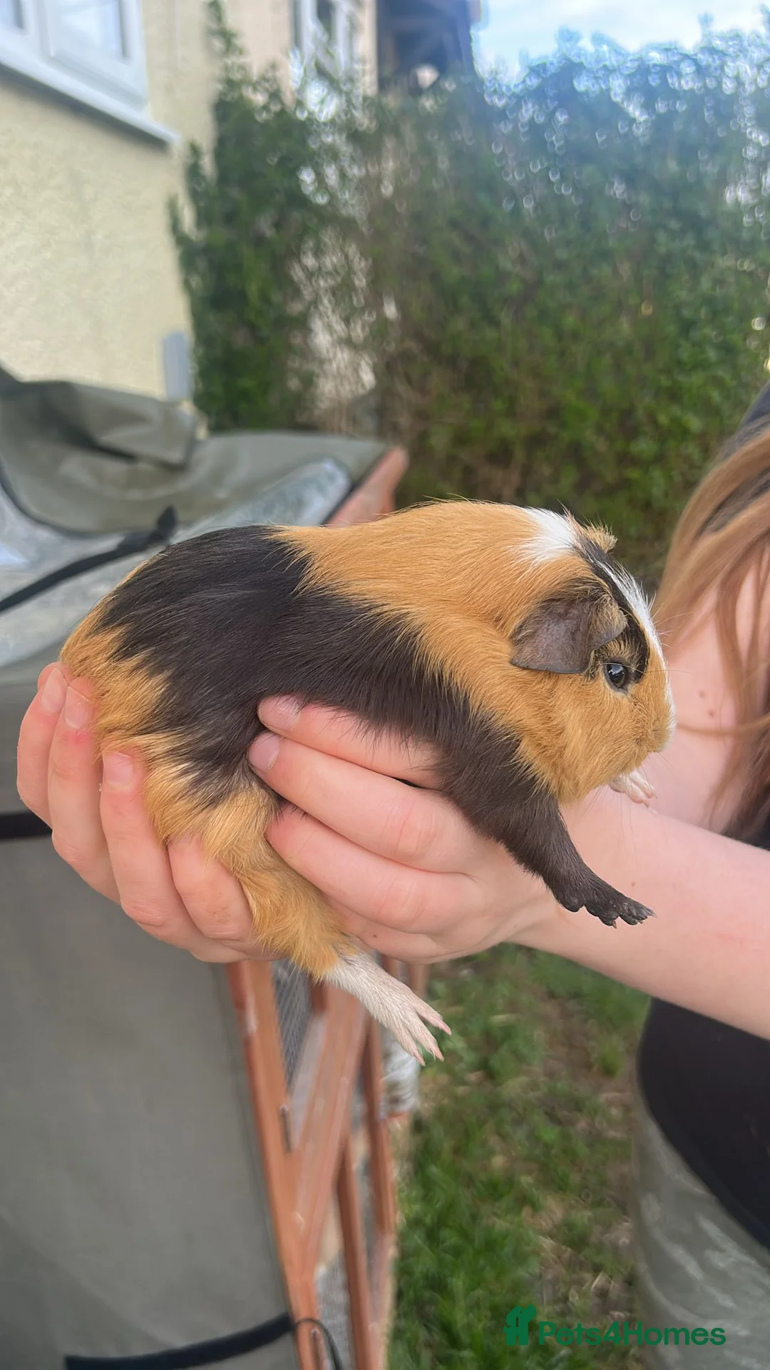 Guinea Pig rodents for sale: Baby Guinea pigs  - Advert 2