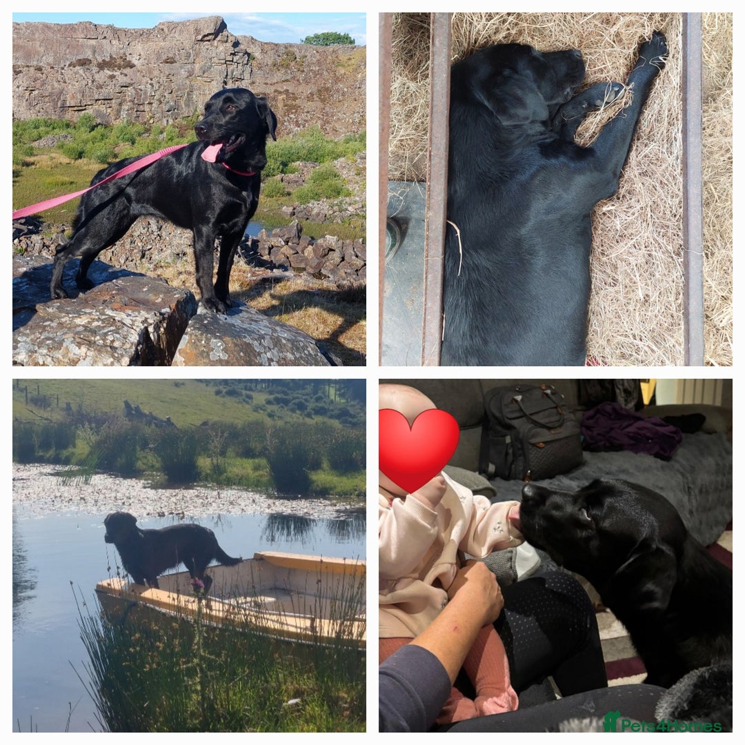 Mixed Breed dogs for sale: Beautiful friendly Labrador x Welsh Collie Puppies - Image 14
