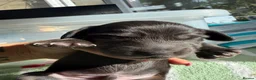 Miniature Dachshund dogs for sale: Beautiful KC reg long haired miniature dachshunds  in Portsmouth - Advert 3