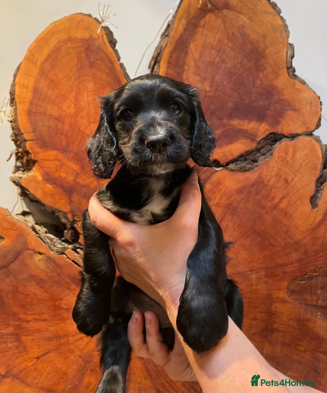 Cocker Spaniel dogs for sale: 1 Beautiful KC Reg working cocker bitch left! - Image 1
