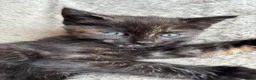 Mixed Breed cats for sale: Kittens Looking for Loving Families - Advert 22