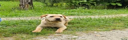 Mixed Breed dogs for adoption: Indie – Gorgeous Young Shar Pei Cross - Advert 7