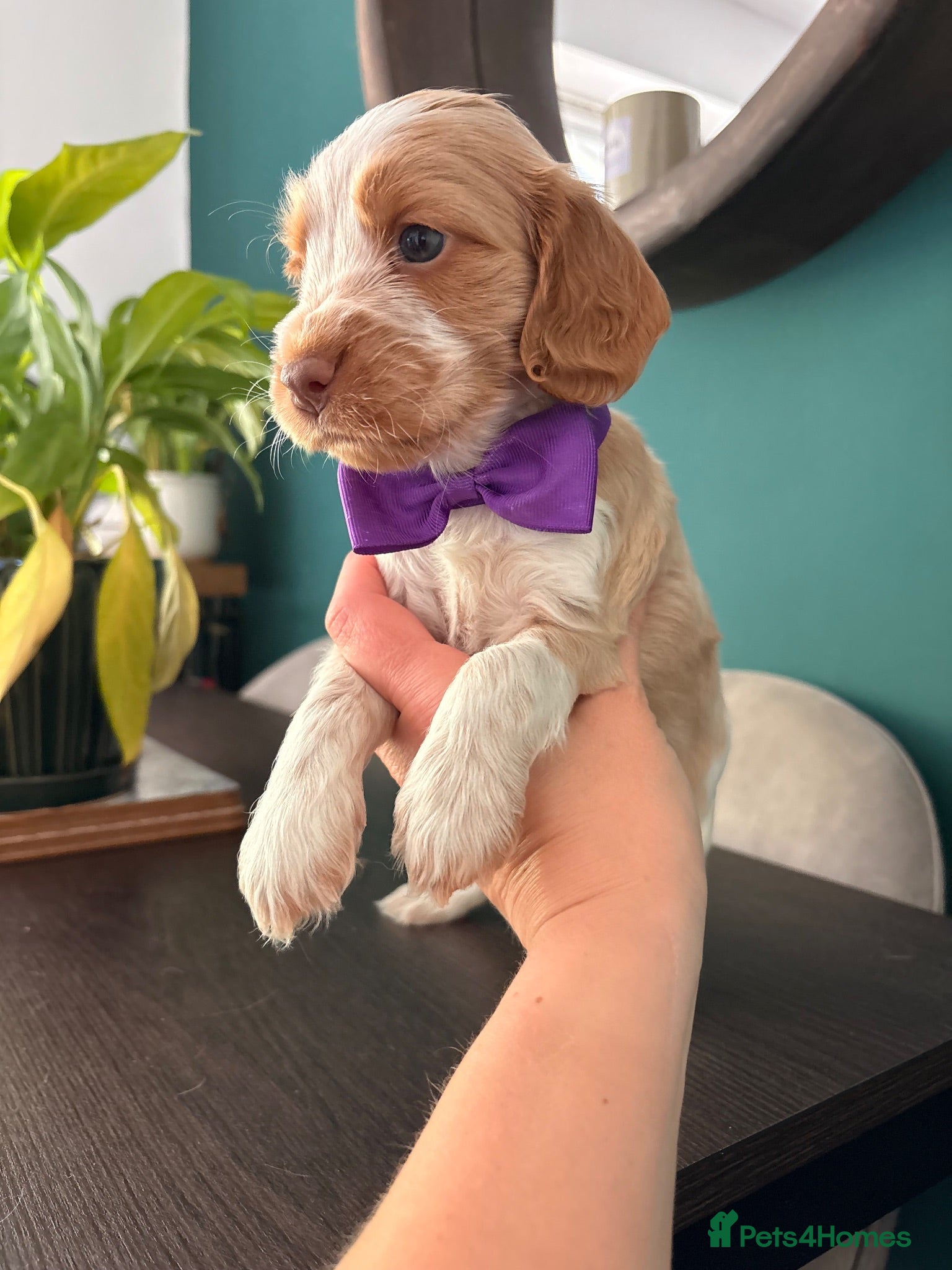 Cocker Spaniel dogs KC Reg, Show Cocker Spaniel pups, 100% clear - Advert 1