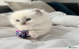 Ragdoll cats for sale: Ragdoll-lovely kittens - Image 11
