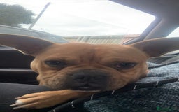 Mixed Breed dogs for sale: Male dog - Image 5