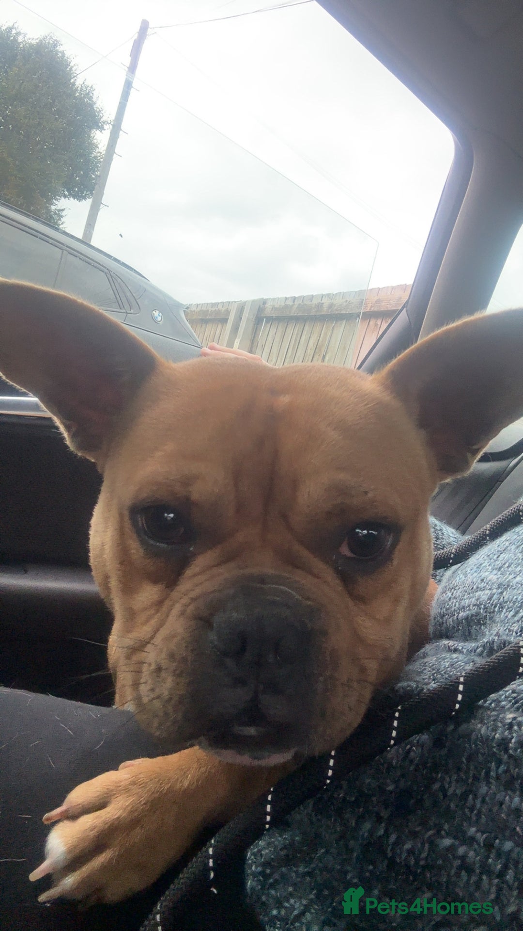 Mixed Breed dogs for sale: Male dog - Image 5