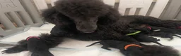 Standard Poodle dogs for sale: Puppy Prelisting - Advert 10