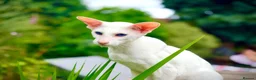 Siamese cats for sale: Stunning GCCF Siamese & Oriental Kittens - Advert 8