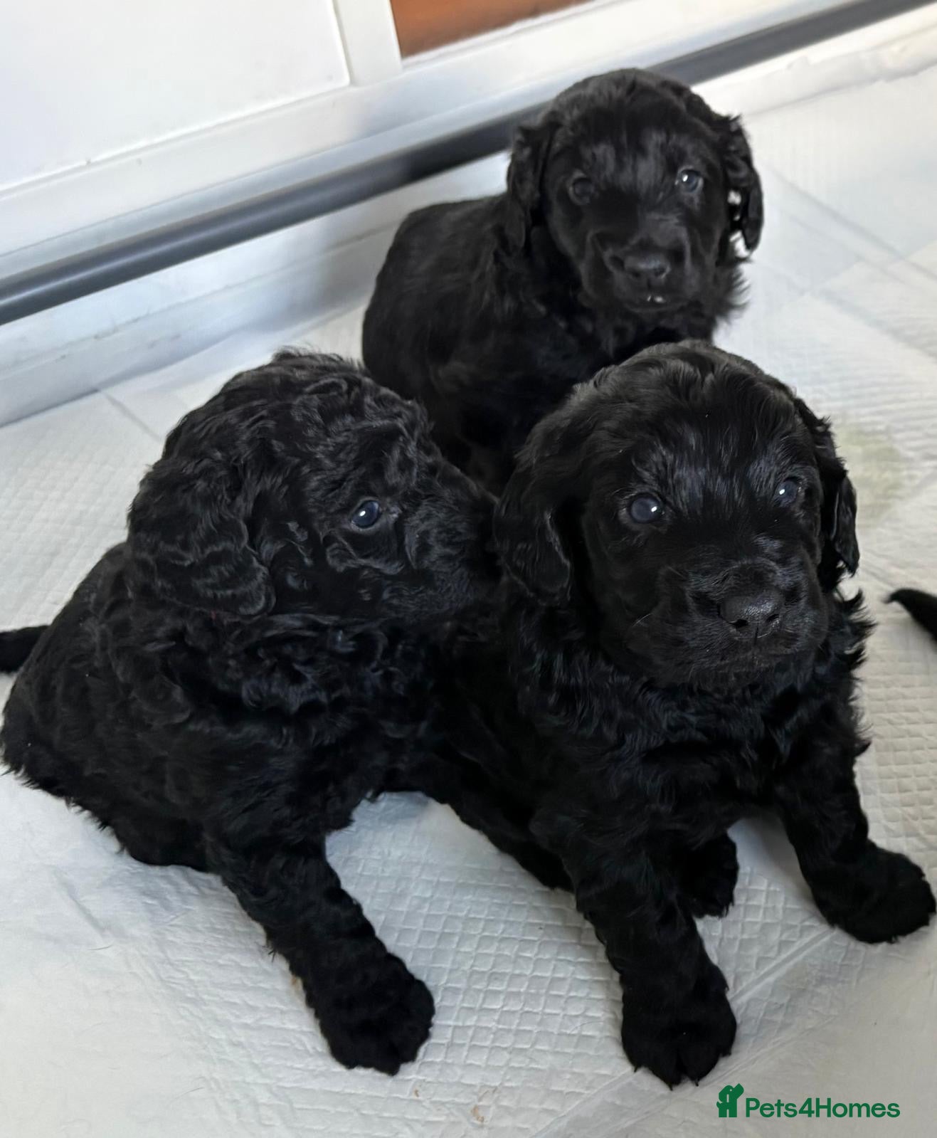 Double Doodle dogs Double Doodle puppies  - Advert 4