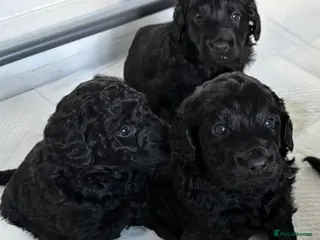 Double Doodle dogs Double Doodle puppies - Advert 4