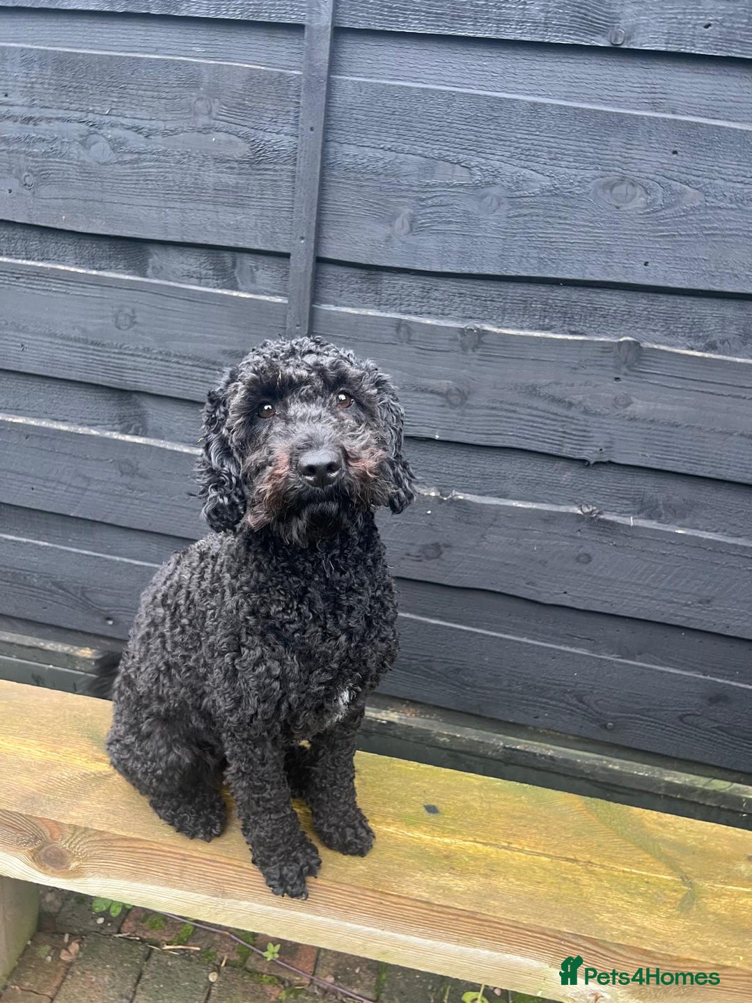 Cockapoo dogs for sale: Adorable cockapoo puppies - Advert 14