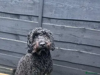 Cockapoo dogs Adorable cockapoo puppies - Advert 18