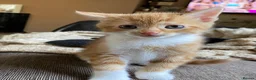Mixed Breed cats for sale: 🐾 Adorable ginger kittens for sale, Chester 🐾  - Advert 6