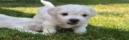 Bichon Frise dogs for sale: Bichon Frise 2 boys 3 girls - Advert 9