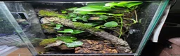 Frog reptiles for sale: Mossy Frogs with Established Bioactive Paludarium  - Advert 2