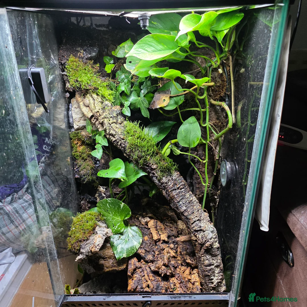 Frog reptiles for sale: Mossy Frogs with Established Bioactive Paludarium  - Advert 2