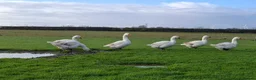 Geese poultry for sale: Large-strain Embden Geese-varying ages 2025 hatch - Advert 3