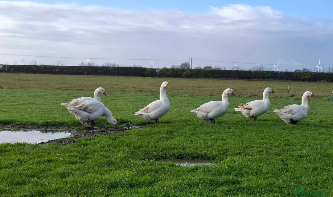Geese poultry for sale: Large-strain Embden Geese-varying ages 2025 hatch - Advert 3