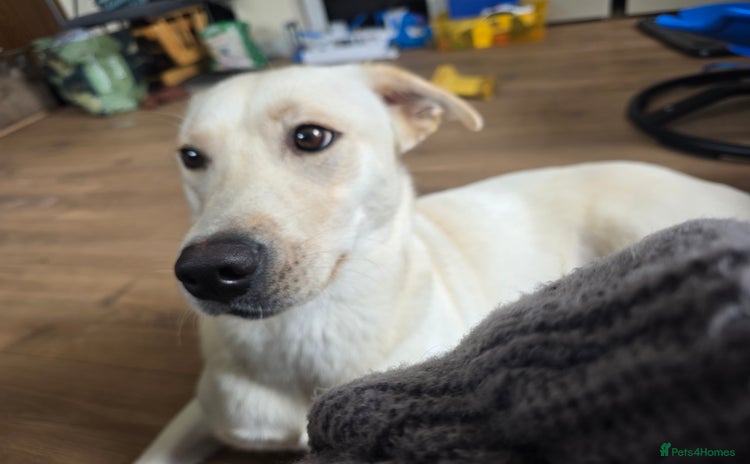 Mixed Breed dogs - Advert 6