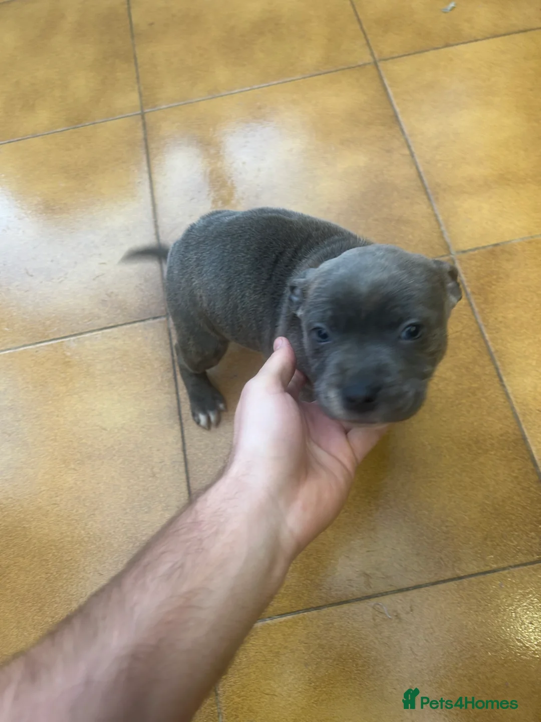 Staffordshire Bull Terrier dogs for sale: Adorable Blue-Eyed Grey Staffordshire Bull Terrier - Advert 15