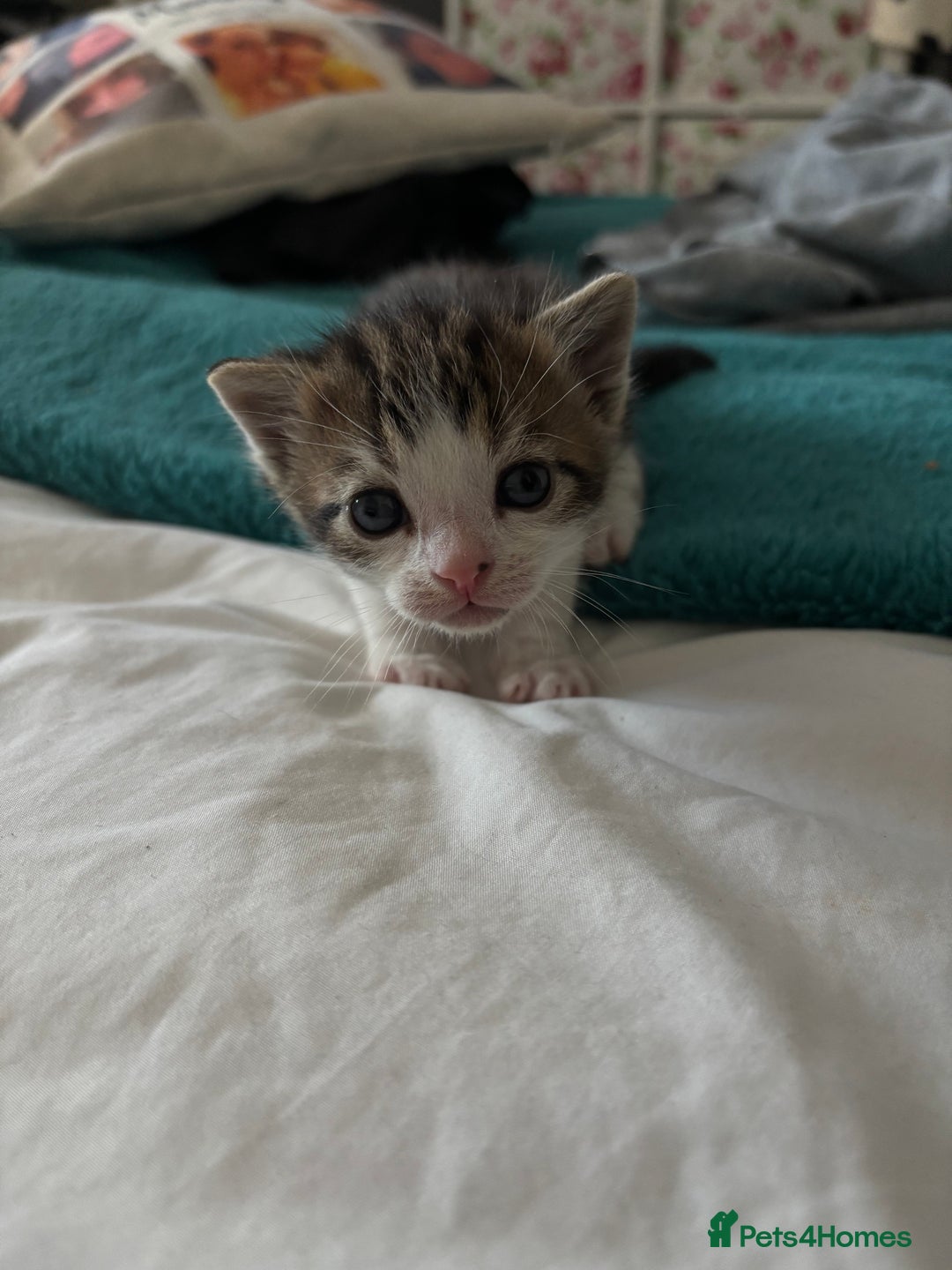 Mixed Breed cats for sale: Beautiful tabby x Ragdoll kittens for sale ! - Advert 14